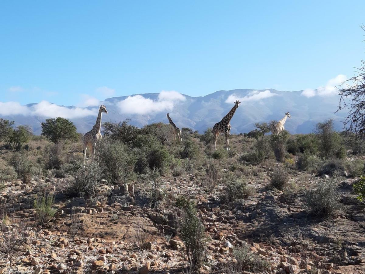 Wolverfontein Karoo Cottages ลาดิสมิธ ภายนอก รูปภาพ